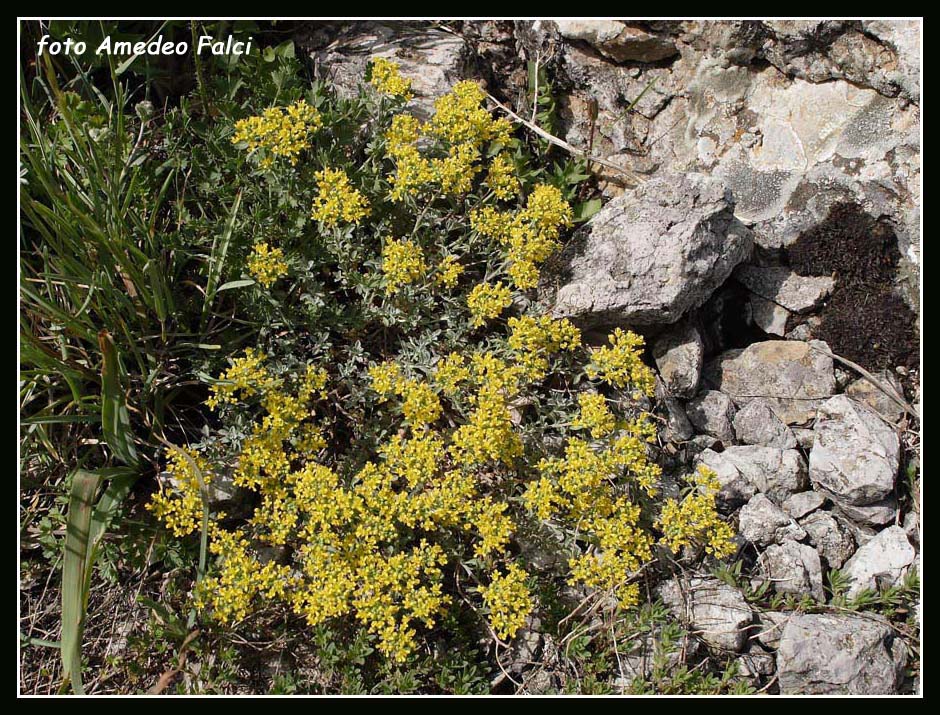 Odontarrhena nebrodensis (=Alyssum nebrodense) / Alisso delle Madonie